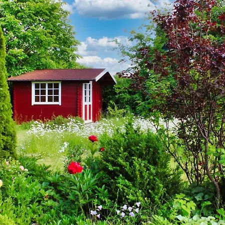 Sandregenpfeifer Dassow