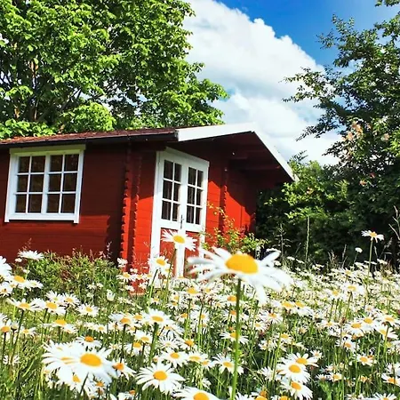 Sandregenpfeifer Dassow